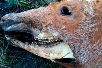 Productor entrerriano denunció la aparición de una vaca mutilada: “Jamás vi algo así”