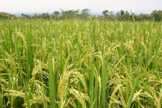 Entre Ríos tuvo “un rinde histórico, récord” en la producción de arroz