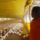 Oportunidad para granjeros avícolas: les ofrecen diplomarse en procesos de crianza en ambiente controlado