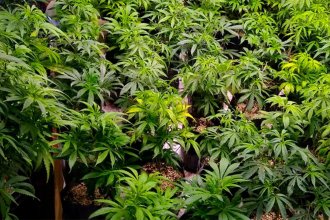La primera cooperativa agrícola de cannabis medicinal del país es entrerriana