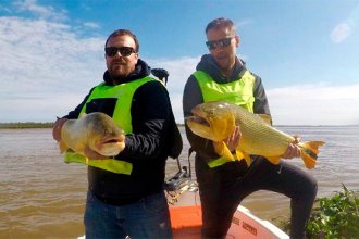 Tras el repunte del Paraná, pescan dorados de gran tamaño en la costa entrerriana