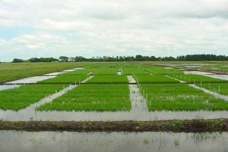 Finalizada la siembra de arroz, crece la preocupación por déficit hídrico en la provincia