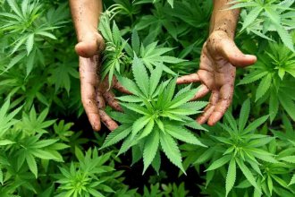 Una de las experiencias nacionales sobre cultivo de Cannabis tiene sede en Entre Ríos