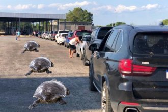 “A paso de tortuga”: reportan hasta 3 horas de demoras para ingresar a Gualeguaychú desde Fray Bentos