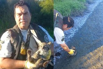 Video: así liberaron un gato montés rescatado de una casa en San José