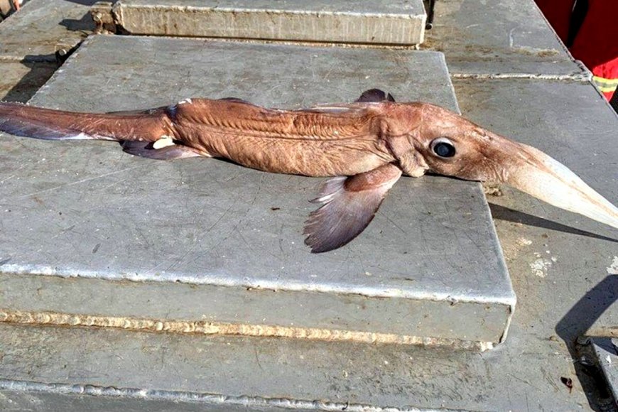 El extraño pez que fue noticia, pero nunca nadó en aguas entrerrianas -  Noticias 