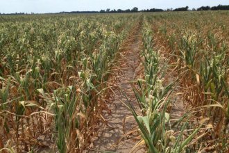 Sequía en Entre Ríos: “Los pronósticos no son muy alentadores para los primeros días de enero”