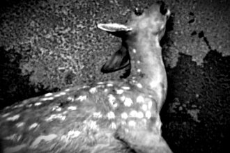 Tras una intensa persecución por el centro de la ciudad, ciervo fue capturado y murió a los pocos minutos