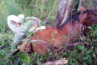Otro caballo ¿mutilado?: el cuarto caso detectado en pocos días