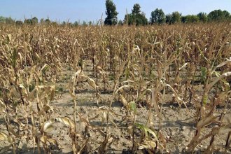 La lluvia trajo alivio pero la sequía persiste en gran parte del área agrícola, indicaron desde la Bolsa de Cereales