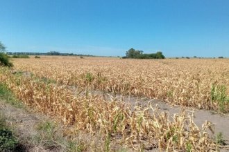 Pronóstico alarmante: un diciembre de lluvias casi nulas "será un jaque mate a los cultivos de maíz" en Entre Ríos