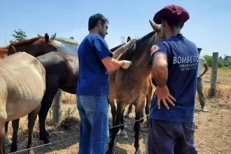 “Muy cansados, pero con el corazón lleno”, dice el veterinario colonense desde Corrientes