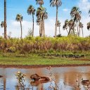 Hallaron restos óseos en El Palmar: operativo por tierra y por agua para reunir más elementos