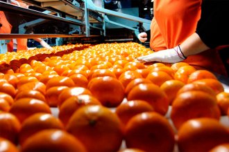 La exportación de citrus cayó cerca del 50%: "Quedamos muy lejos de países que hoy son competitivos"