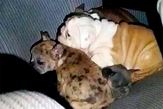 Decomisaron 19 cachorros bulldog contrabandeados desde Entre Ríos al Uruguay