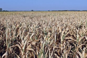 Caída del 20% de la superficie sembrada con soja en Entre Ríos, según informe de la Bolsa de Cereales
