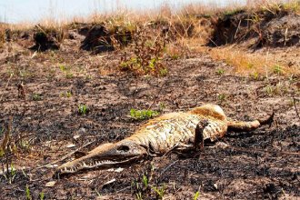Carpinchos, ciervos y serpientes sin vida: biólogos del Conicet investigan el impacto de los incendios