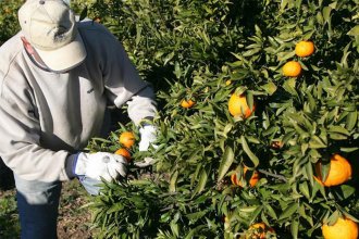 Trabajadores de la fruta recibirán un aumento del 60% en cuatro tramos