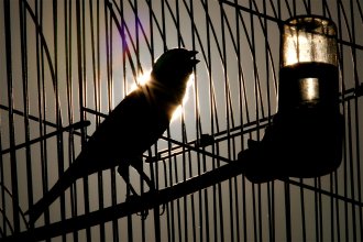 Pájaros en la jaula