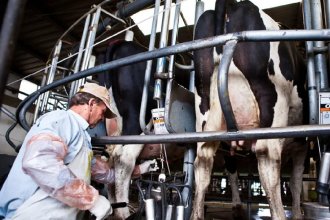 Los tamberos argentinos son los que cobran menos por litro de leche en el mundo, según informe de la SRA
