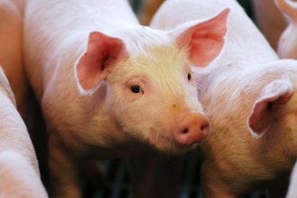 Menos importaciones y producción local a precios justos: el reclamo de los productores porcinos