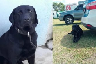 La policía despidió a Athos, el perro antinarcóticos que murió tras un accidente en la ruta