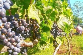 Habrá relevamiento en los viñedos: apuntan a que "los vinos de Entre Ríos estén en las vidrieras del mundo"