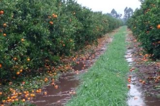 “Es un golpe muy duro para la citricultura”: califican de irreparables los daños en la fruta