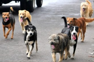 Qué perros son “peligrosos” y cómo controlarlos. Desde el Concejo Deliberante piden cambios en la normativa