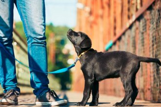 La opinión de un veterinario sobre el control de perros: “El dueño debe hacerse responsable”