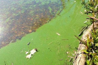 Revelan la estrecha relación entre El Niño, las cianobacterias y los peces migratorios en el embalse de Salto Grande