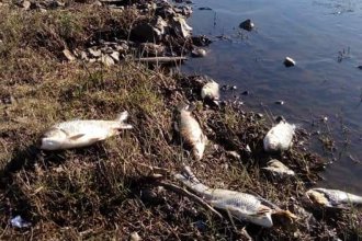 Médico denuncia que químicos utilizados en viveros de la empresa UPM contaminan el río Uruguay