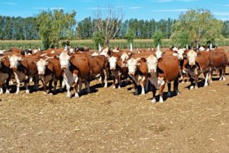 Detuvieron a santafesinos por robar vacas de un campo de Entre Ríos