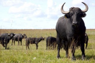 "No hay delito": tras la muerte del mexicano, la Justicia dictaminó que no investigará la caza de búfalos