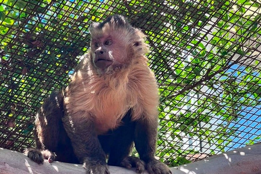Simón, el mono capuchino
