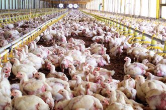 Bloqueo en la localidad, desinfección y recomendaciones a la población ante el caso de gripe aviar