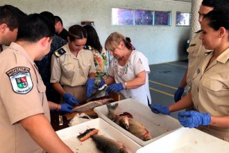 ¿Qué hacer ante una mortandad de peces? Las instrucciones de CARU a las prefecturas de Argentina y Uruguay