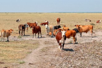 Canilla libre para ganaderos: excepción de una comuna frente a “daños considerables a la producción”