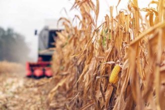 Es del 50% la caída de la producción de maíz en la provincia