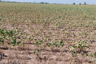Emergencia agropecuaria: abrió el registro para los productores afectados por la sequía