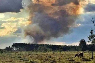 Trece hectáreas con eucaliptos y pinos ardieron en llamas. El incendio demandó varias horas de trabajo de los bomberos