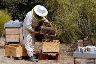La apicultura, afectada por la sequía: la producción de miel cayó a un 20%