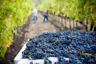 La vitivinicultura entrerriana también es afectada por el calor y la sequía: se adelantan las cosechas