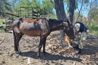 Maltrato animal en el ejido Colón: rescataron tres caballos y una oveja “en estado deplorable”