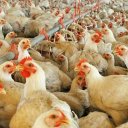 Influenza aviar en Entre Ríos: confirman caso positivo en aves de traspatio y activan protocolo sanitario