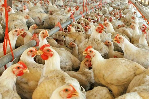 Influenza aviar en Entre Ríos: confirman caso positivo en aves de traspatio y activan protocolo sanitario