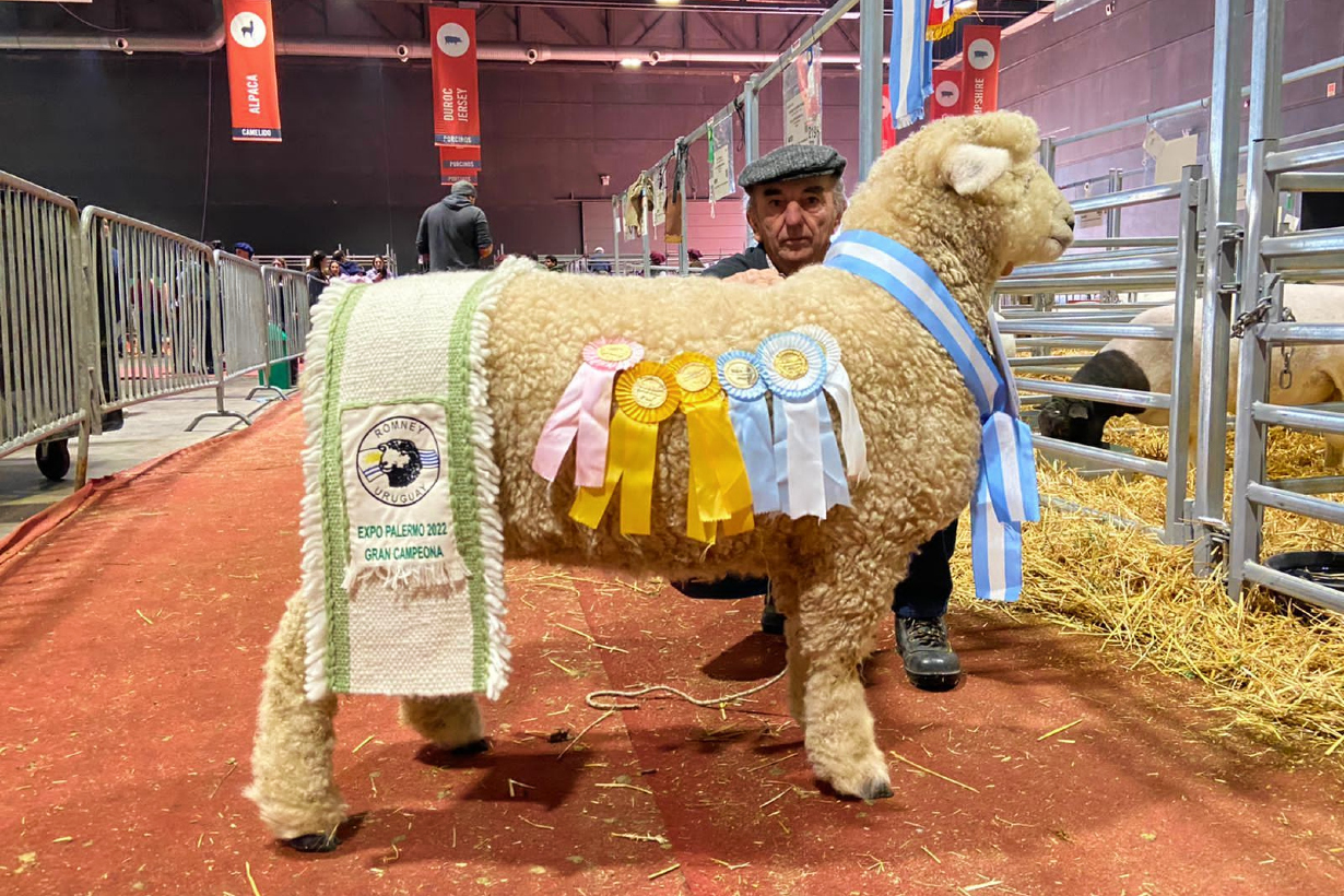 El ovino campeón que será exportado a Brasil.