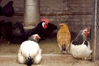 Hay consenso público y privado para “afianzar y actualizar” el cuidado de la sanidad avícola en Entre Ríos