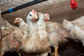 Ante la confirmación del primer caso de influenza aviar en aves de corral, suspenden las exportaciones