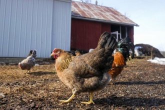 Confirmaron el primer caso de gripe aviar en Entre Ríos: fue detectado en una granja comercial